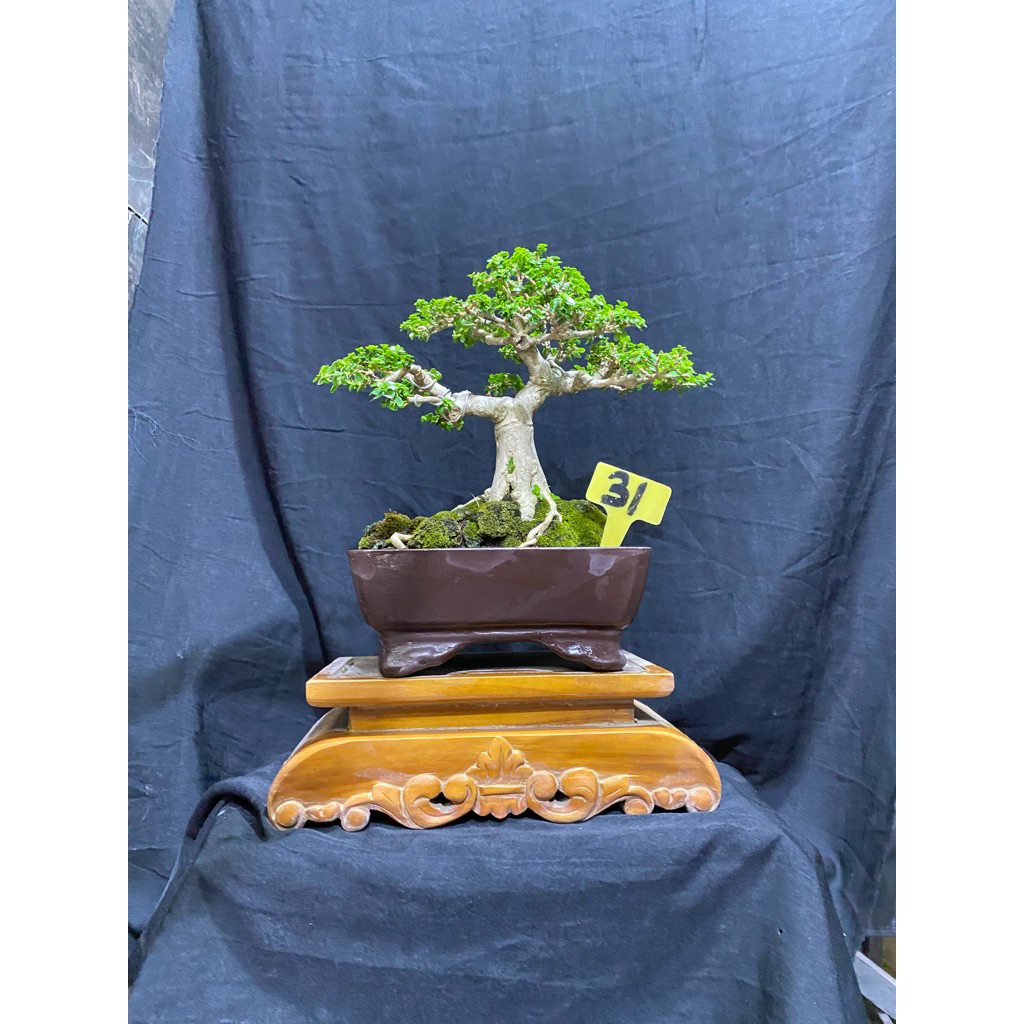 Bonsai sancang kontes size Small Tahapan