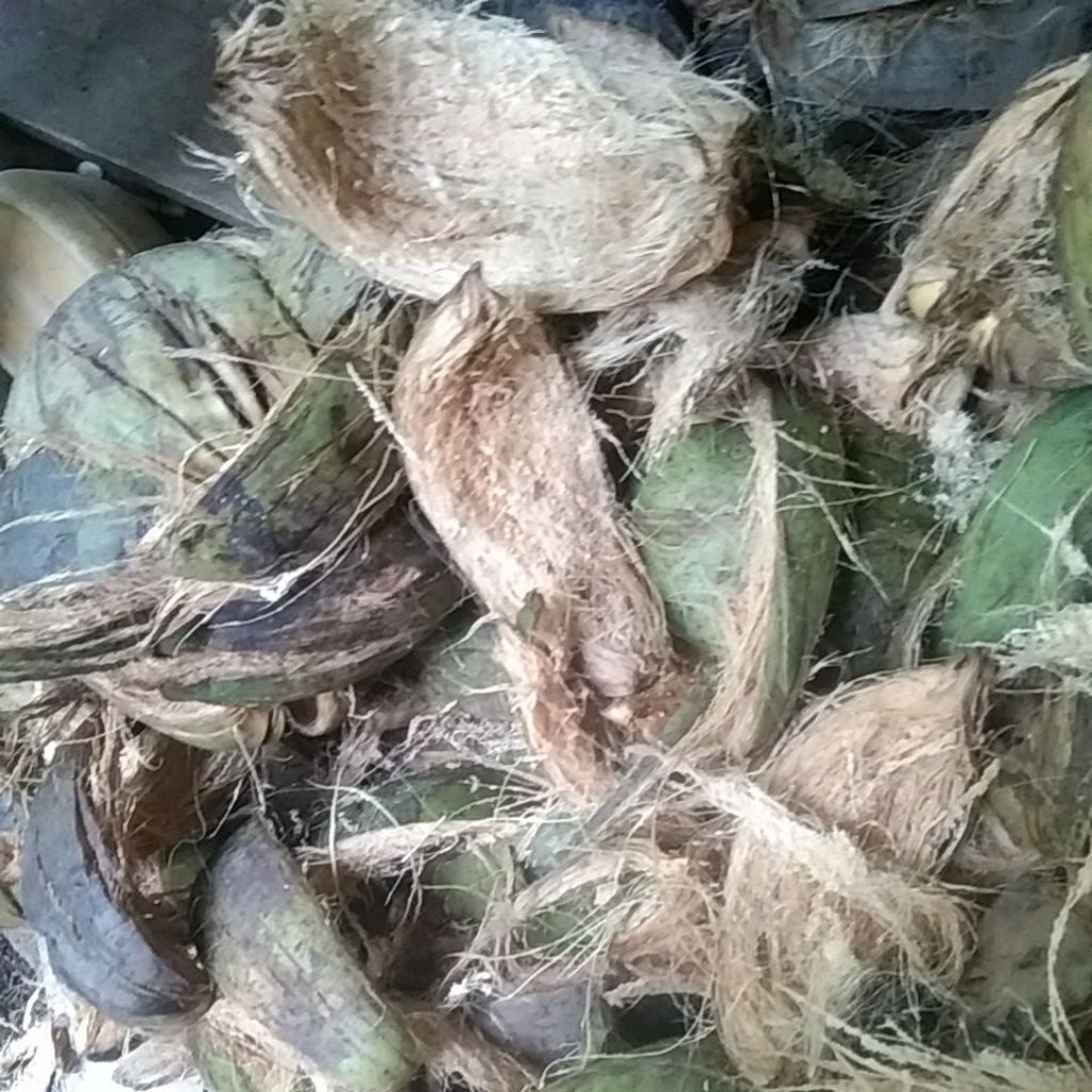 SABUT KELAPA (1 kg)