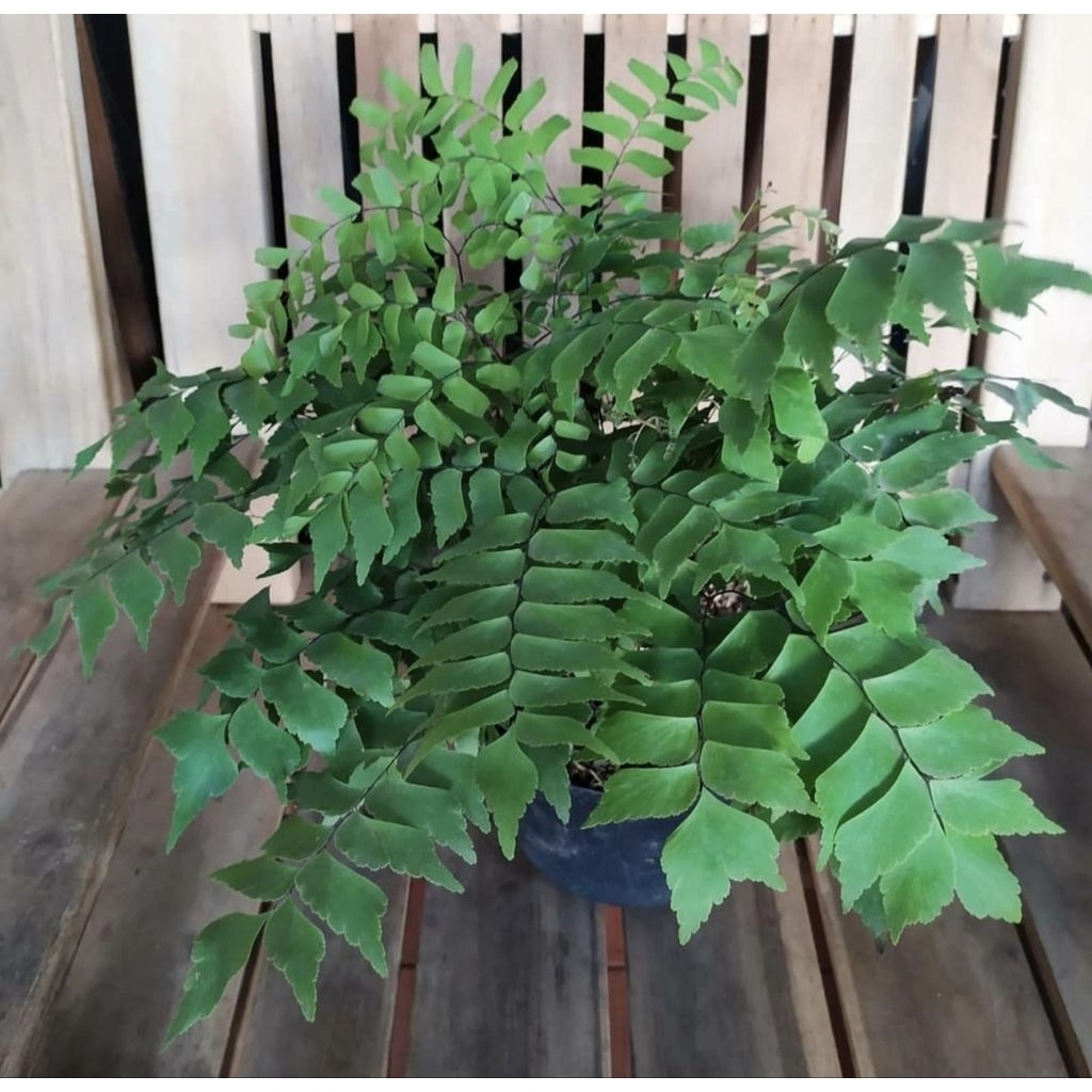 Tanaman Hias Suplir Gajah - Tanaman Gantung Suplir daun Besar