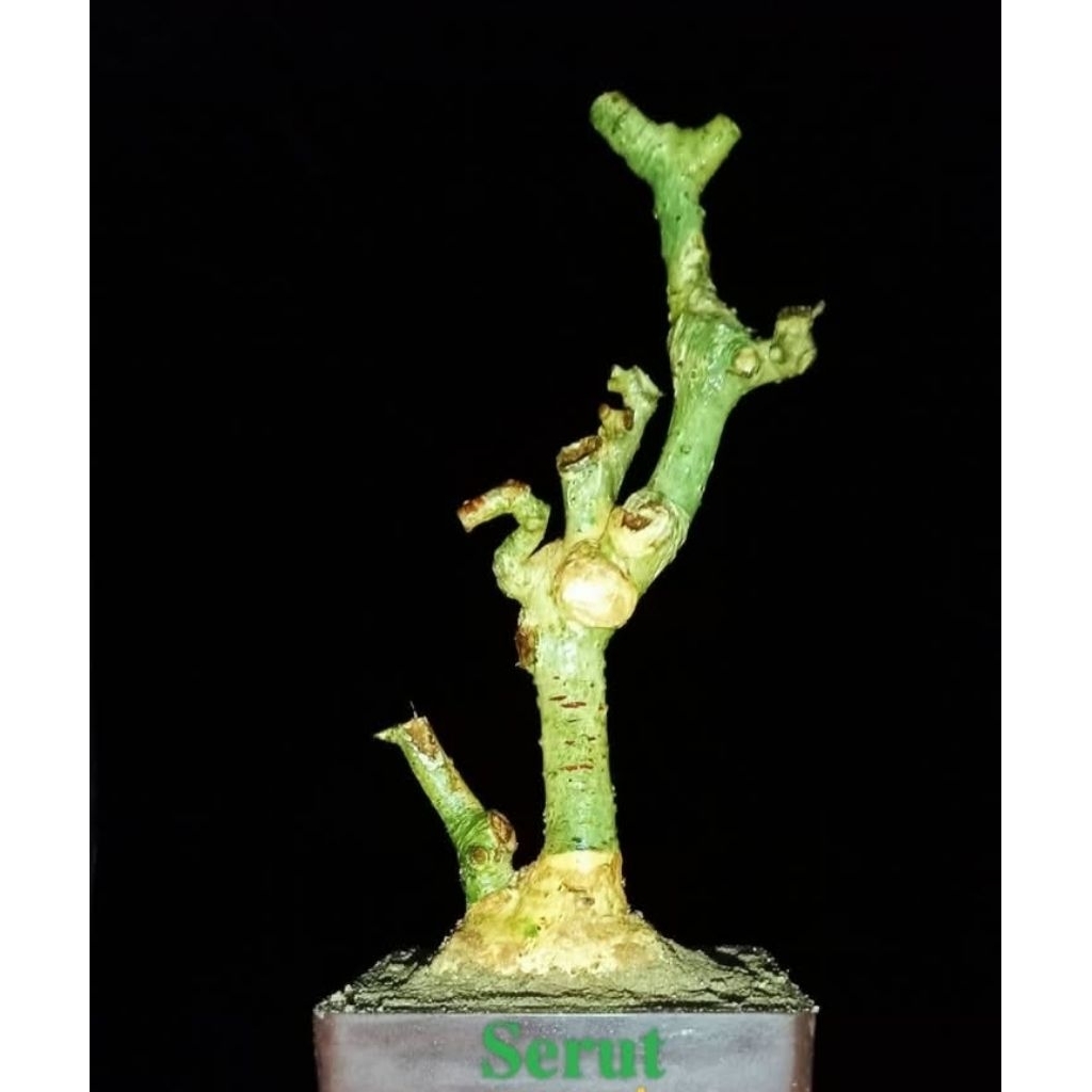 bahan dongkelan bonsai serut josjis