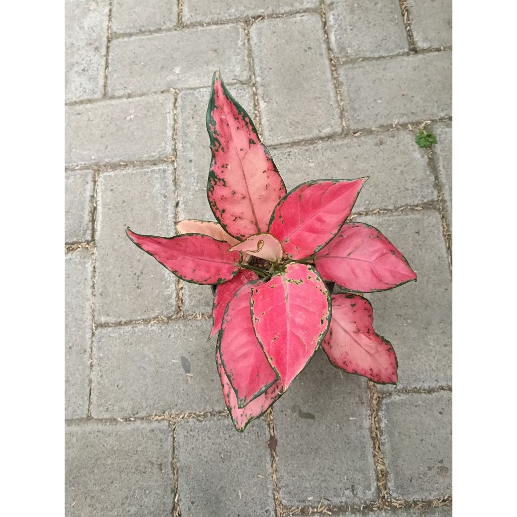 Aglonema Red Anjamani Merah