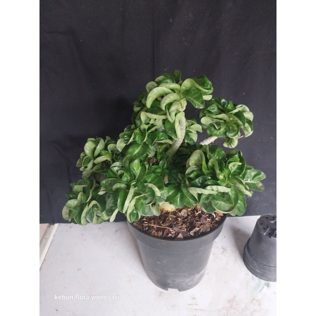 Adenium DHA MEDUSA INDUK