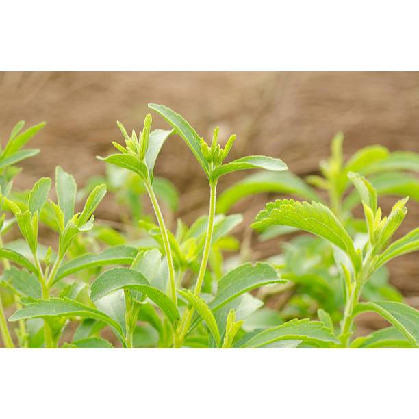 PAKET HEMAT BENIH TANAMAN STEVIA