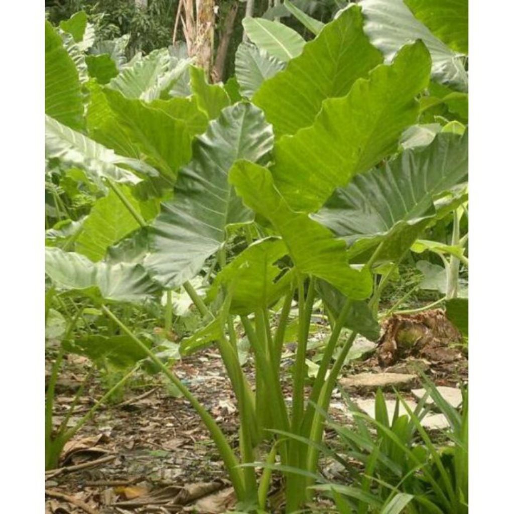 bibit sente hijau talas sente jumbo pakan gurameh atau tanaman hias