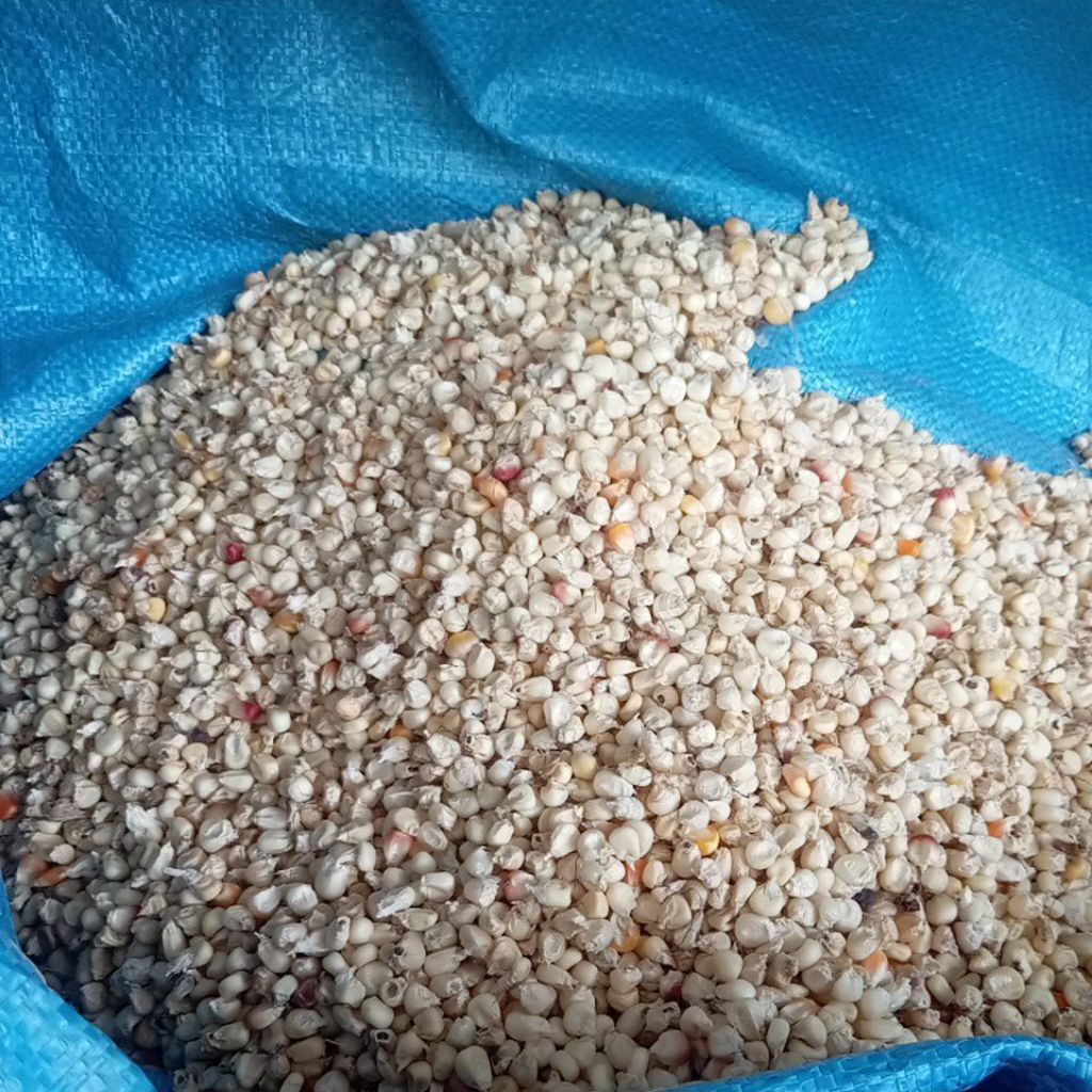Jagung Pulut 1 kg - Cemilan Sehat dan Enak, Bahan Bubur Tradisional