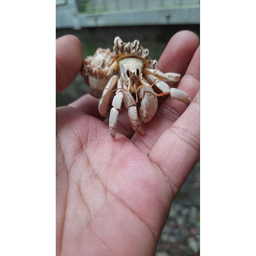 Size M Cangkang Natural White Rugosus