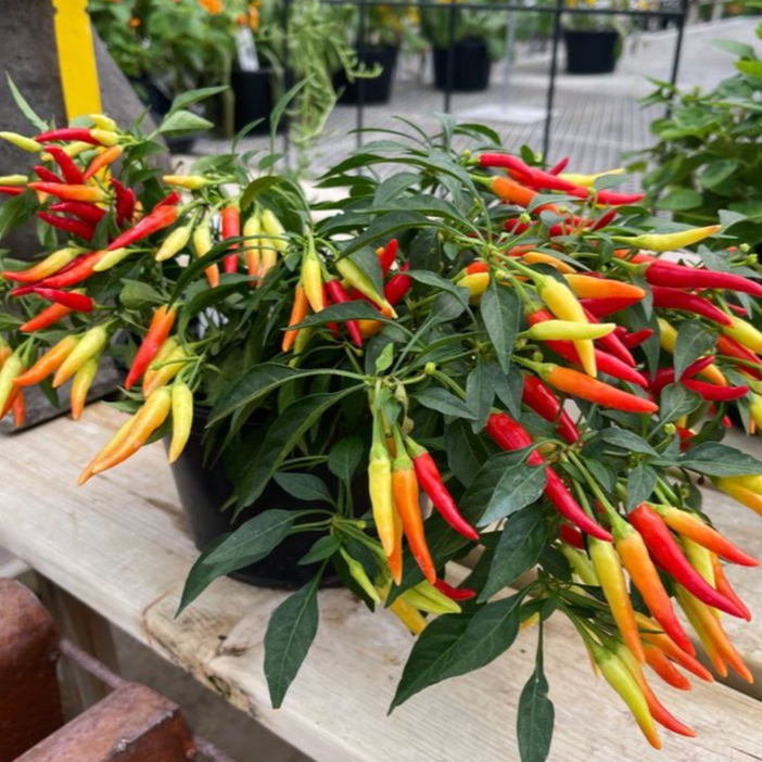 Biji Benih Bibit Tanaman Cabe Hias Sparkler Hot Pepper Cabai Pedas Mudah Tumbuh