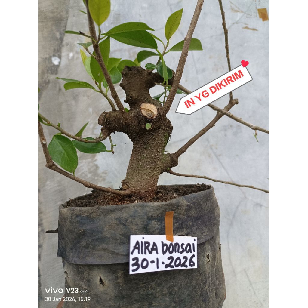 bahan bonsai iprik