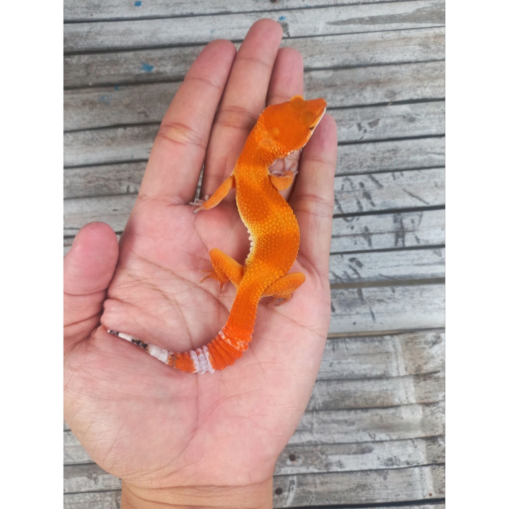 MAINAN GECKO SHTCTB MERAH JUVENILE SESUAI FOTO