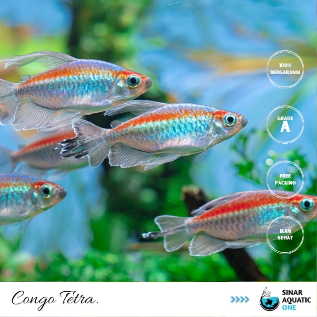 Congo Tetra / Kongo Tetra Ikan Hiasan Air Tawar