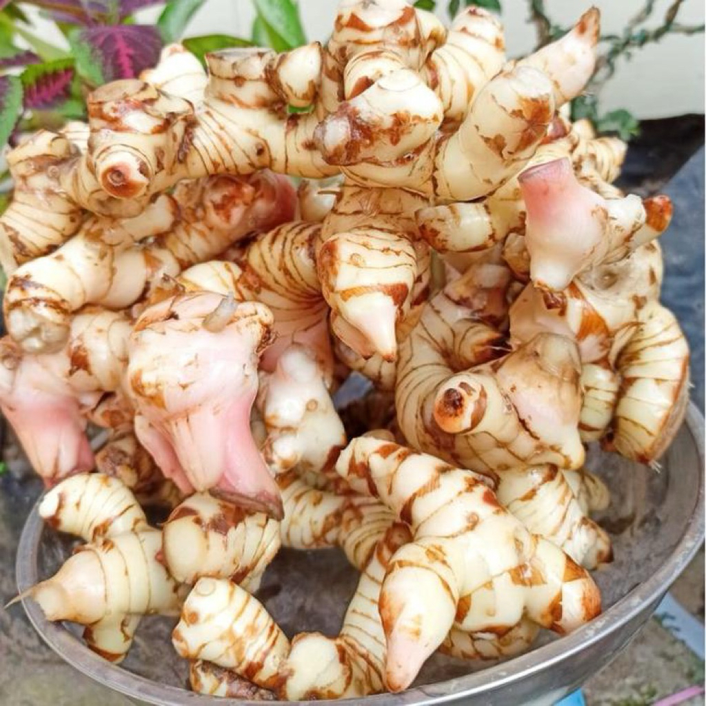 laos putih atau lengkuas putih