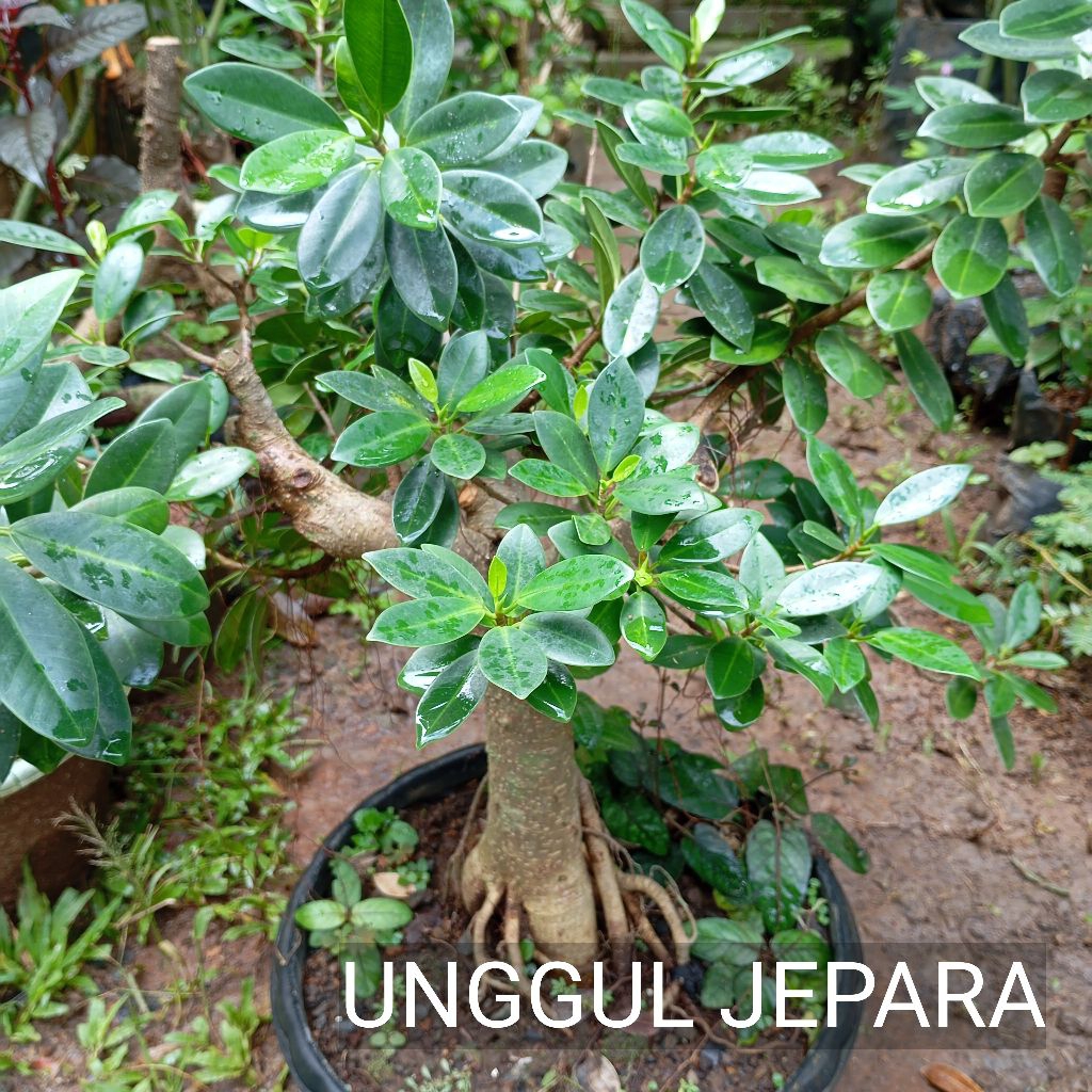 BONSAI BERINGIN ELEGAN