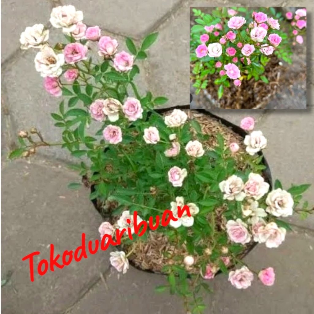 Bibit Tanaman Bunga Mawar Babyrose Mawar Mini - Bunga Mawar Pink Kecil ( sedang berbunga / kuncup )