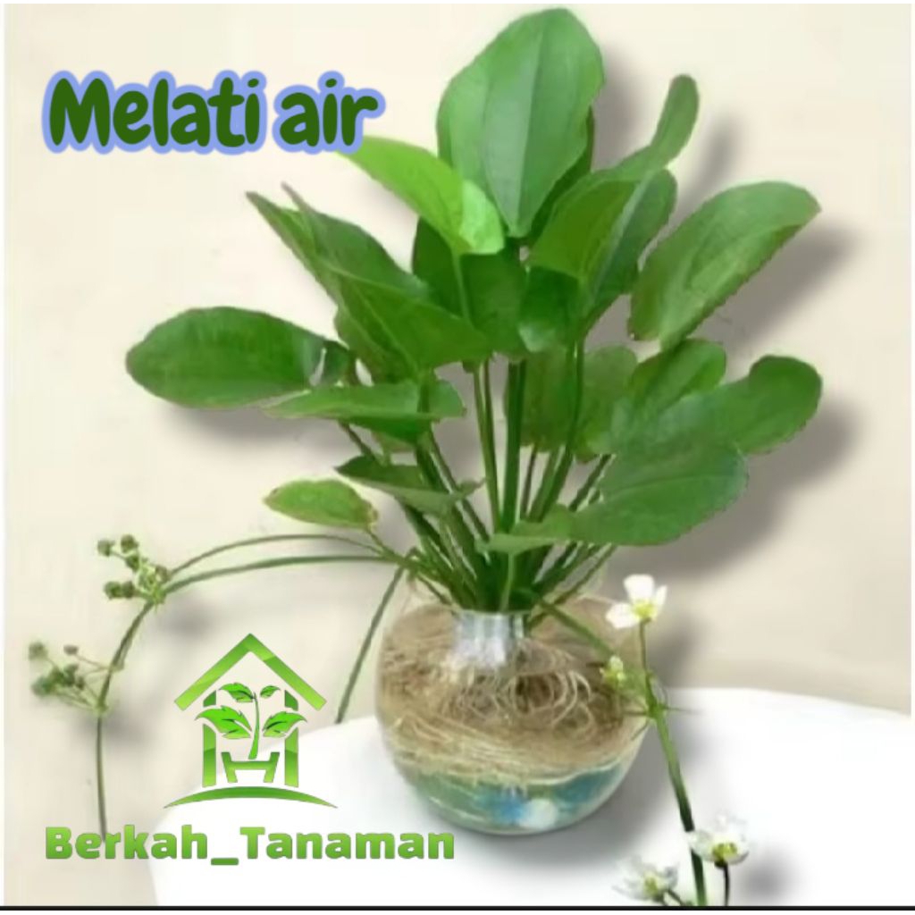 tanaman hias melati air - melati air