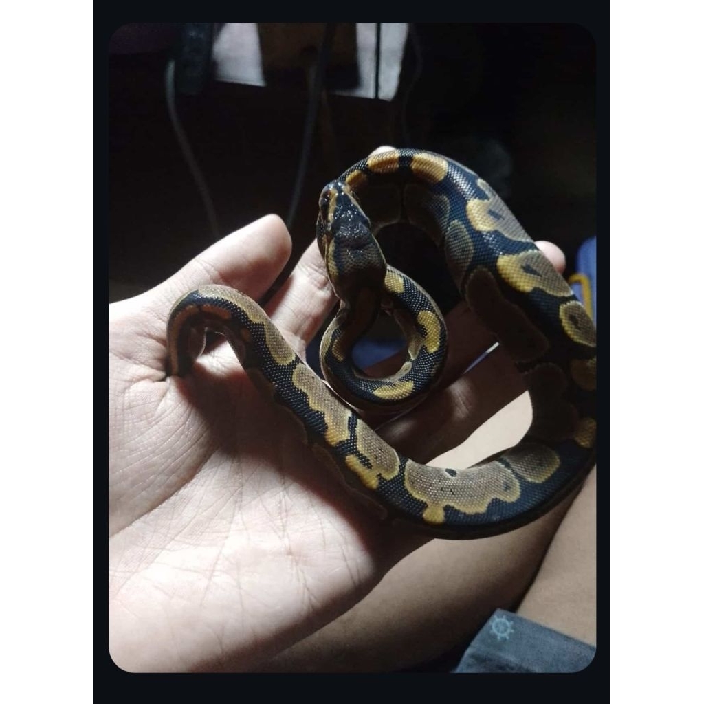 mainan ball python khusus pemula