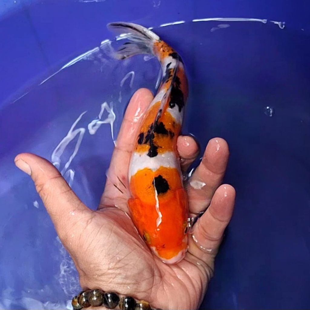 Ikan Koi Blitar Jenis Sanke / Rumah Koi Jakarta / kode 0051