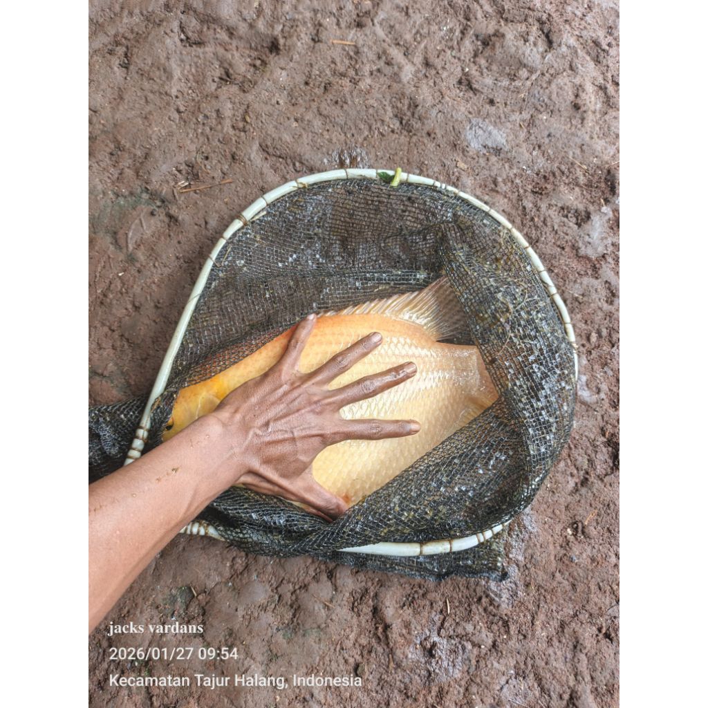indukan gurame padang sepasang