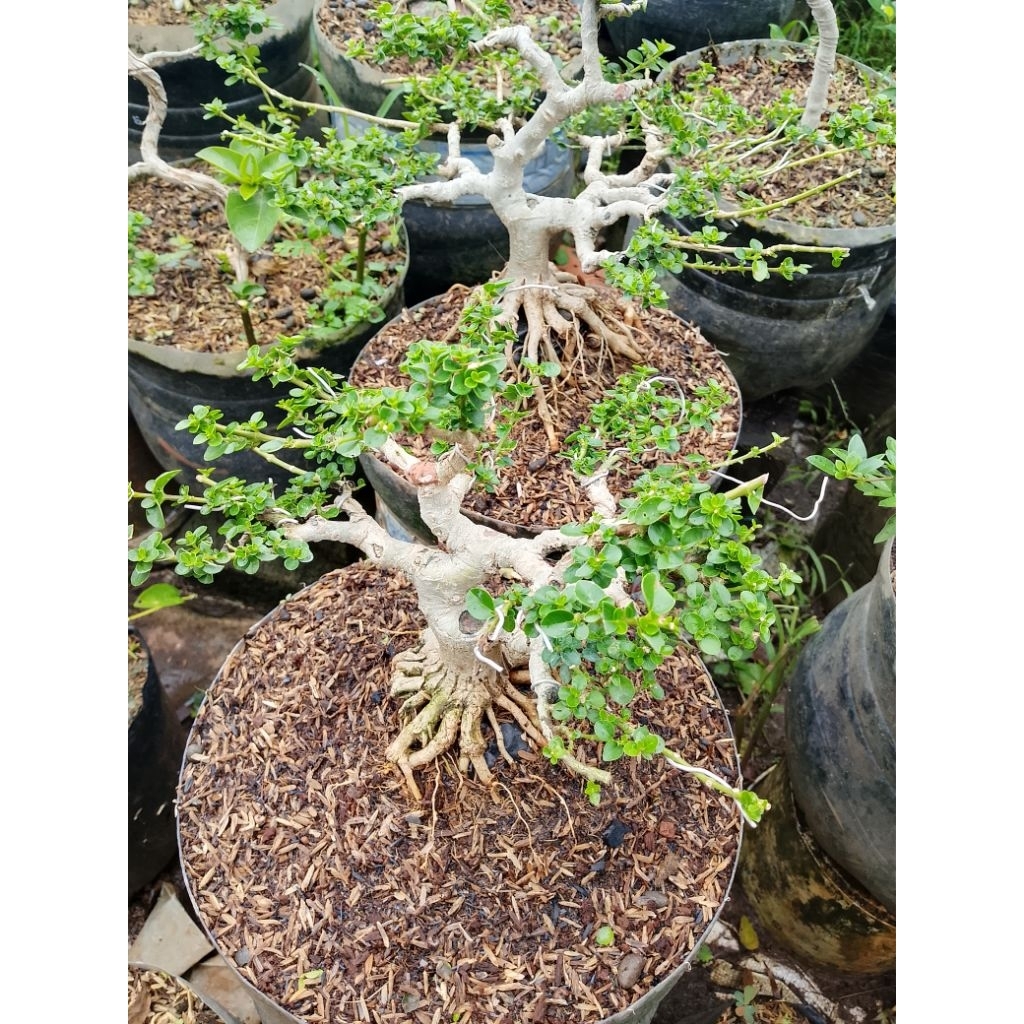 tanaman hias bonsay Sancang/San chang