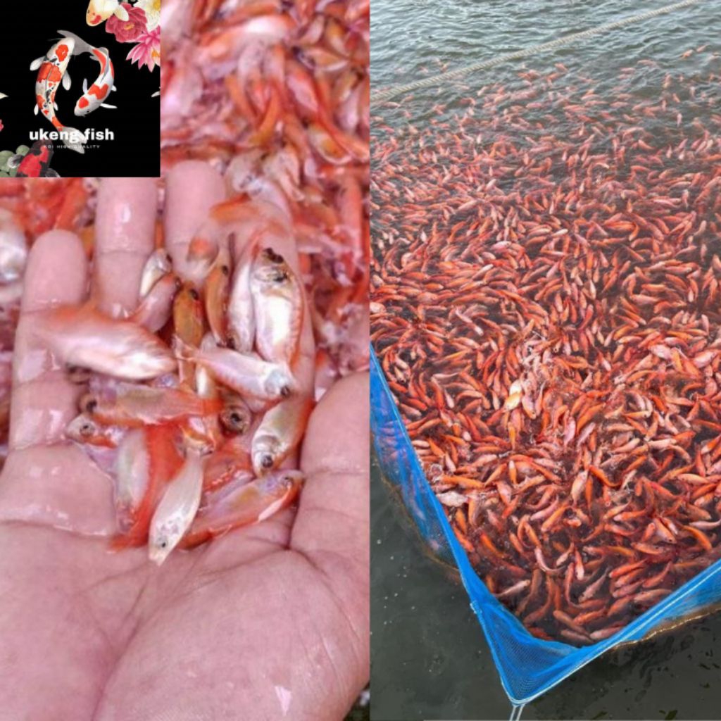 (gratis pelet ikan)bibit nila merah kakap larasti isi 100 |cepat besar|bergaransi
