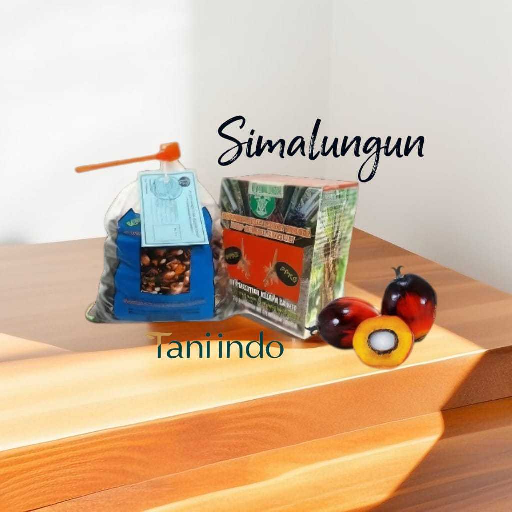 Benih Kecambah Sawit Unggul DxP PPKS Medan Isi 250 Butir Pelepah Panjang Pendek Minyak Tinggi