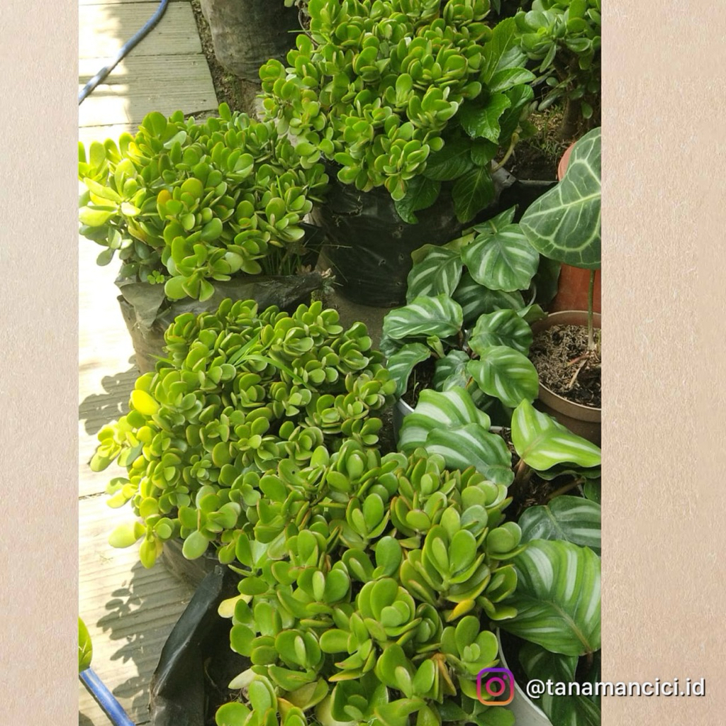 tanaman hias Jade Plant giok hijau real pict on polibag