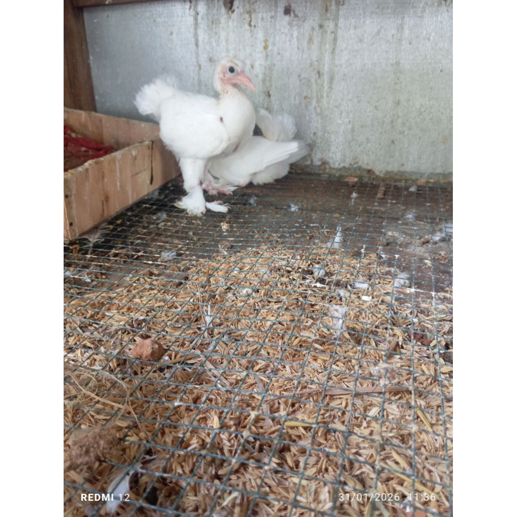 lolohan burung dara kipas merpati hias