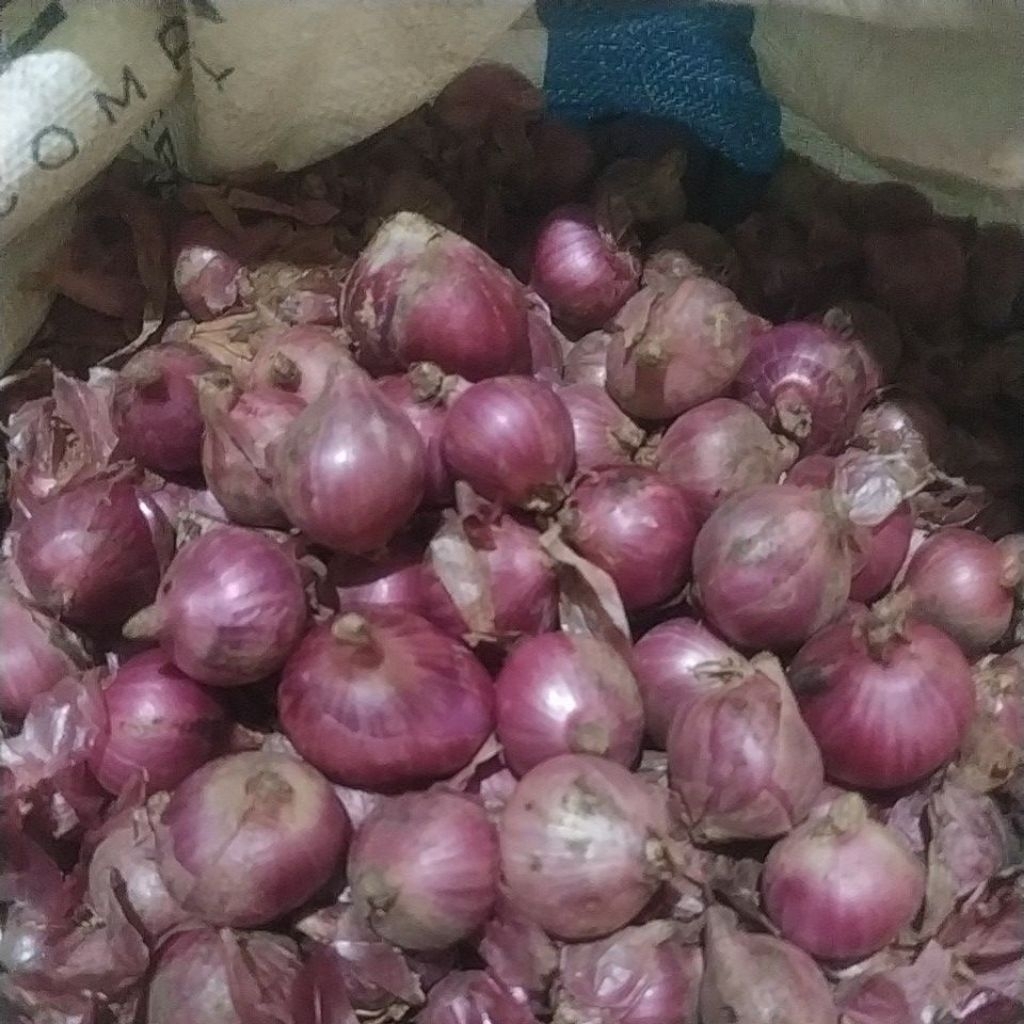 bibit bawang merah kering 1 kg, kualitas PREMIUM