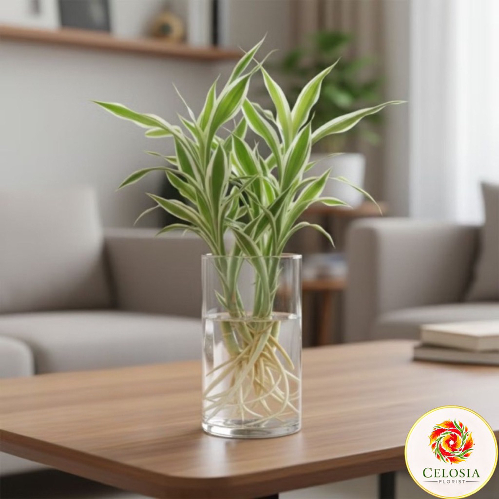 Tanaman media air bambu hoki varigata putih - tanaman bambu hoki varigata putih - bambu hoki sri rej