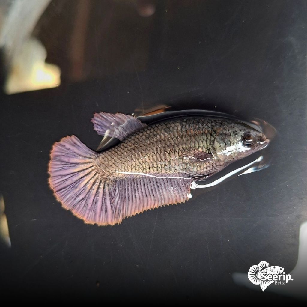 HMPK Giant Female Copper | Seerip Betta