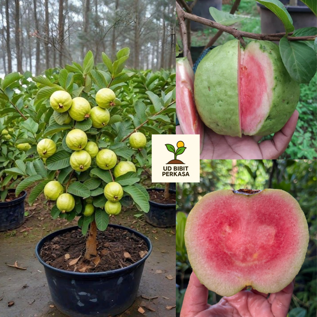 Bibit Tanaman Jambu Kristal Merah Red Diamond Pohon Jambu Kristal Merah