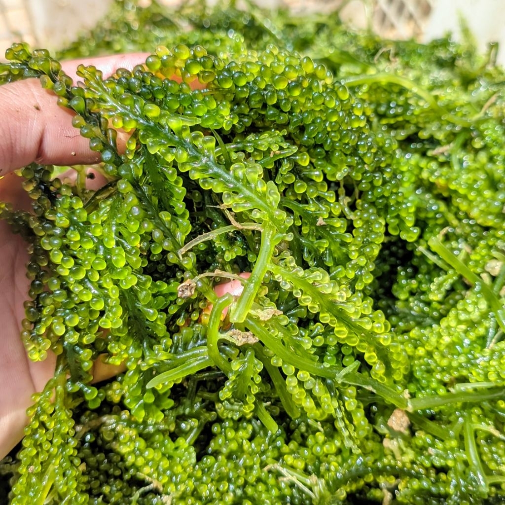 MURAH 1kg Anggur laut/latoh/lawi lawi/green caviar