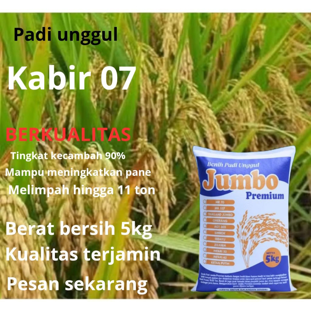 benih padi Kabir 07 kemasan 5kg