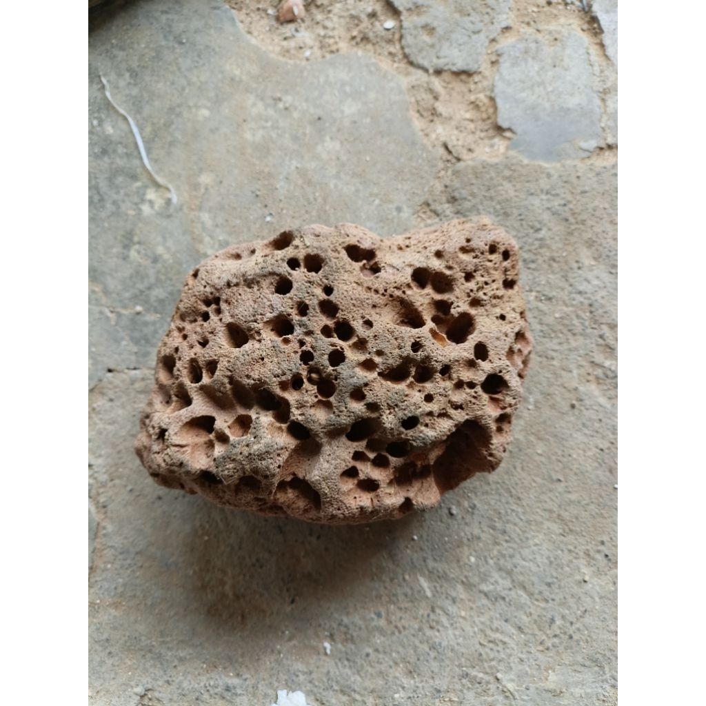 batu karang rock 100% batu karang laut asli aquarium air laut