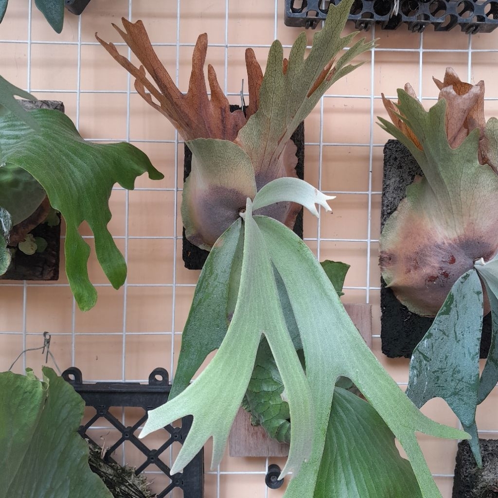 Platycerium Willinckii