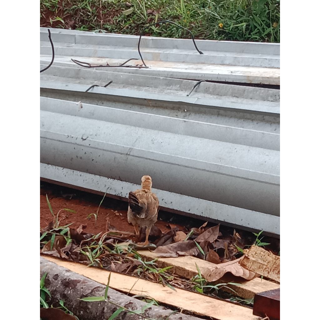 ayam kate usia 1 bulan hidup / anak ayam / per ekor