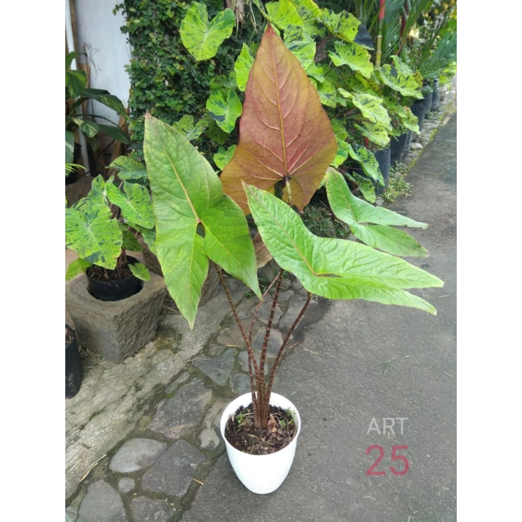 Cyrtosperma Johnstonii | Black Jack | Alokasia Purba Size Besar Sesuai Foto