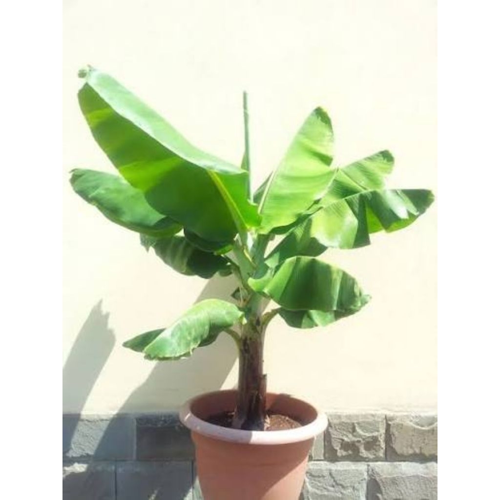 bibit pisang cavendish dwarf kerdil cocok untuk di tanam di pot