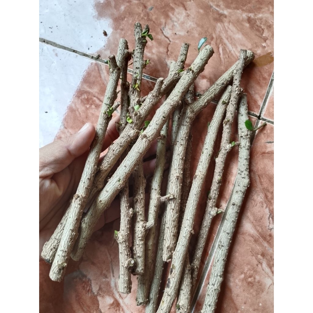 bahan setek hokiantea bunga paket isi 20