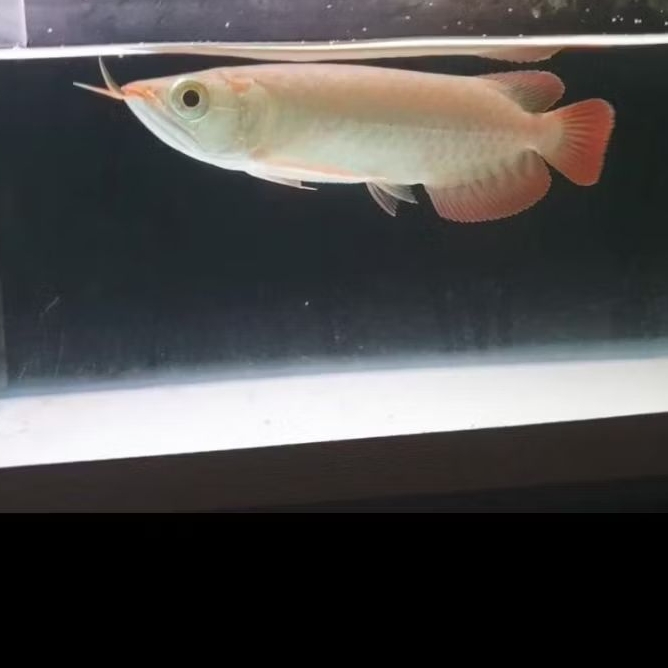 Hiasan Aquarium/Arwana Super red size 20-23cm