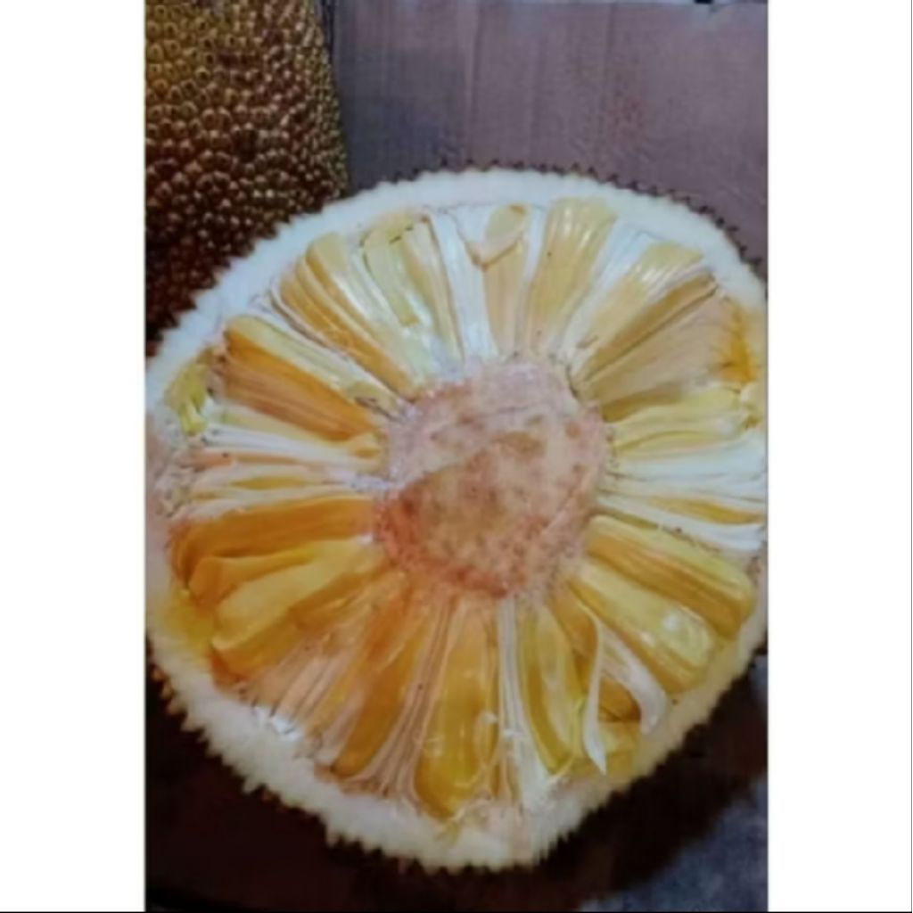 BUAH NANGKA TUA UTUH /MATANG DARI POHON