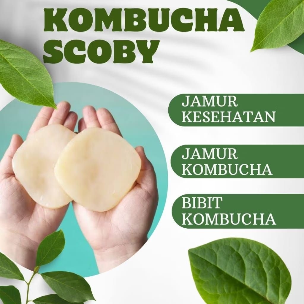 Scoby/Bibit Kombucha/Kombucha/Scoby kombucha