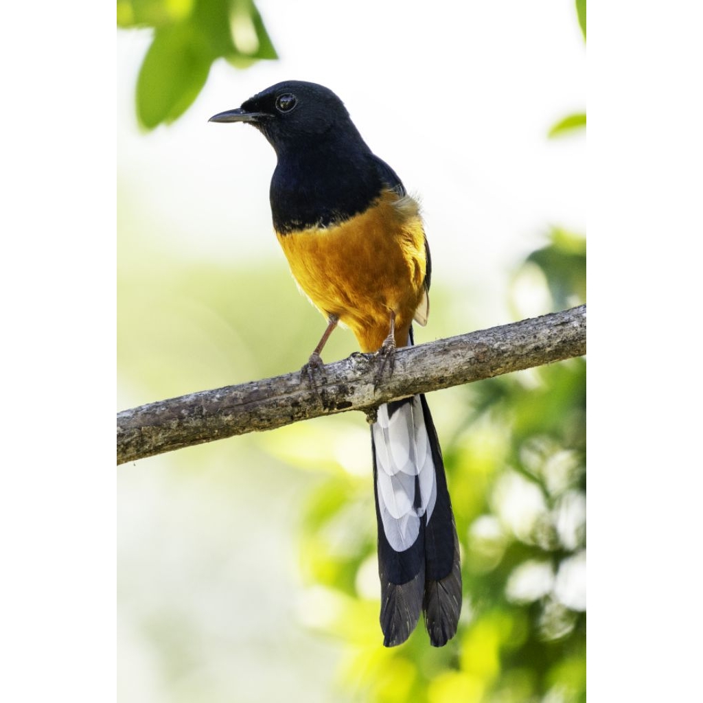 Murai batu hutan medan rawatan bodi big pe 15-19cm  istimewa