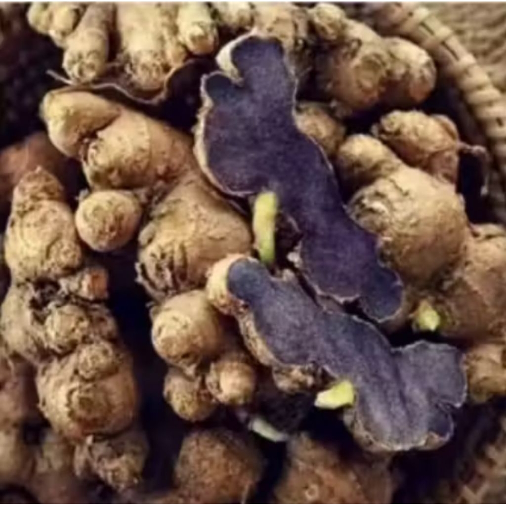 Rimpang kunyit hitam