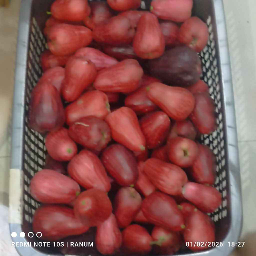 JAMBU JAMAICA ATAU JAMBU BOL