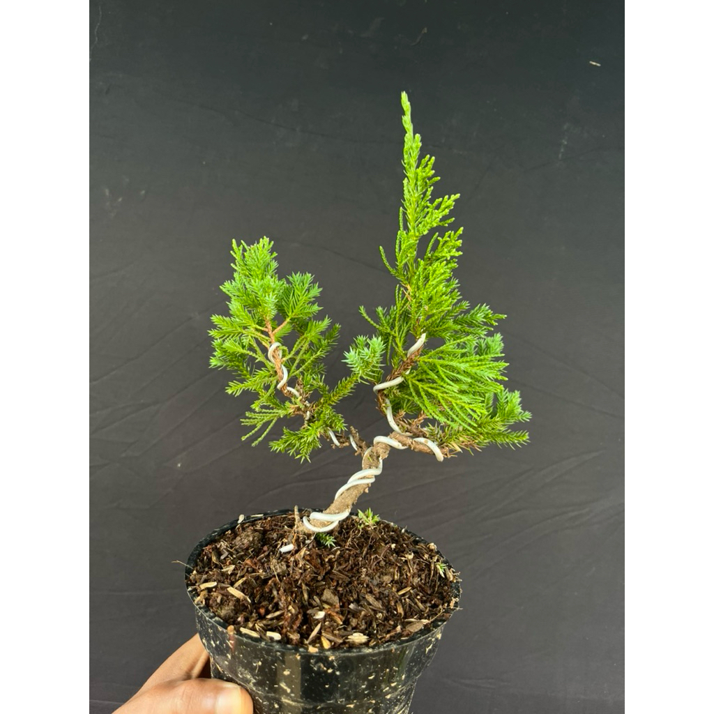 BONSAI CEMARA SINENSIS SIZE MAME