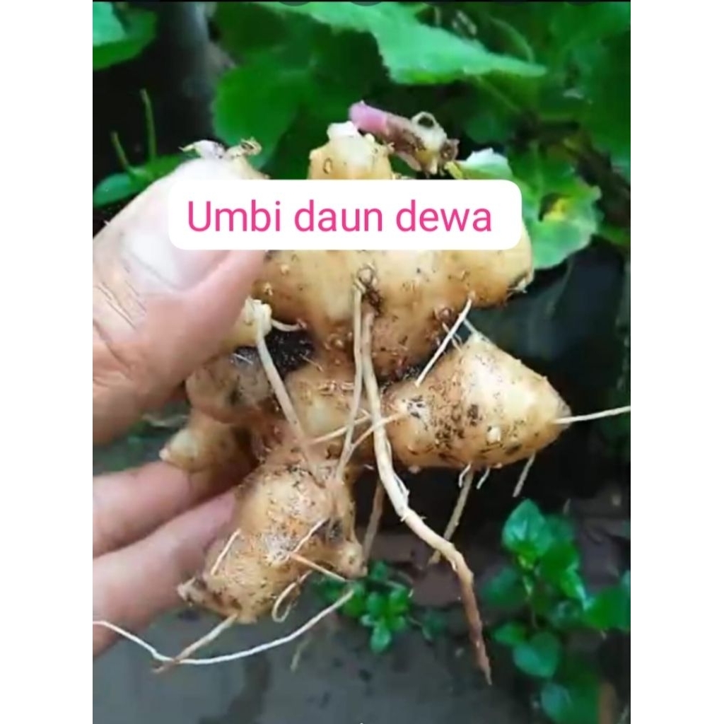 umbi daun dewa