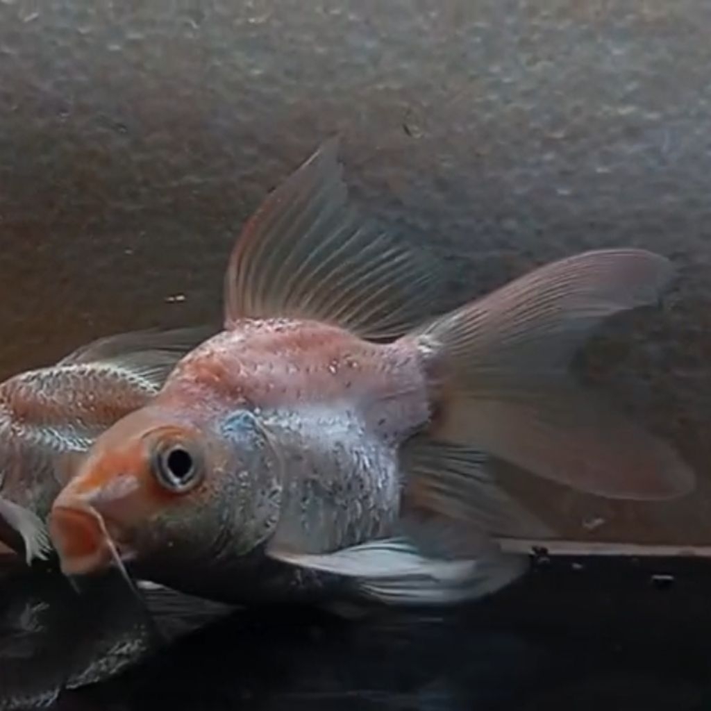 Hudielong Gold 4-6cm koi Kupu Kupu Naga Short Body Super Slayer Long Fin