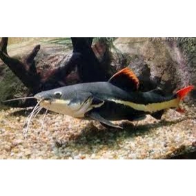 RTC Red Tail Catfish / Ikan Hias Predator