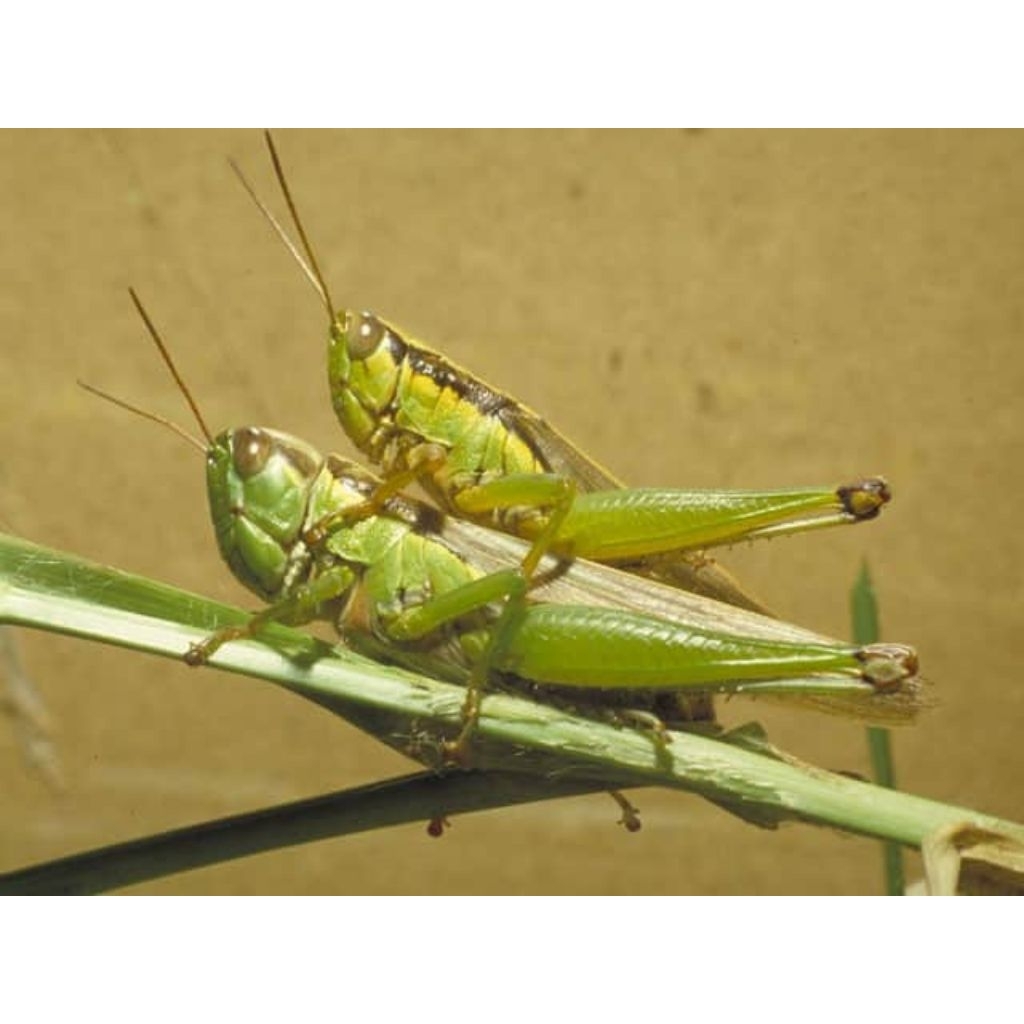Belalang simet 25 ekor Hidup