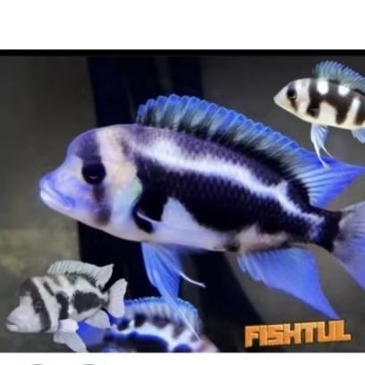 jual frontosa black widdow 4-5 cm